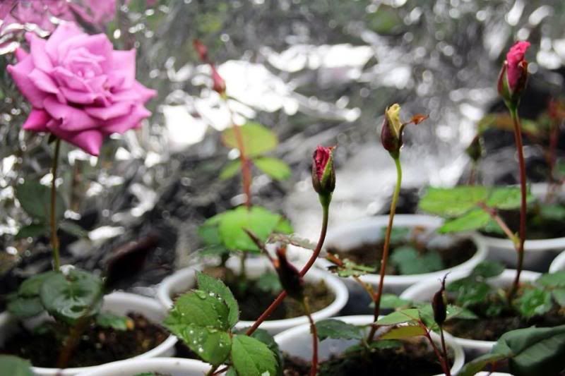  photo image_zpsb3e1335d.jpg